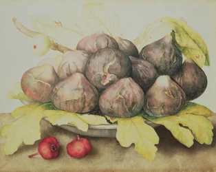 FIG
